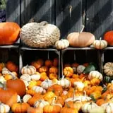 Cedar Circle Farm photo