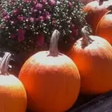 Cedar Circle Farm photo