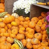 Cedar Circle Farm photo
