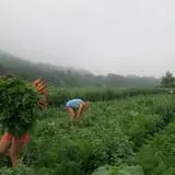 Cedar Circle Farm photo