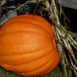 Cedar Circle Farm photo