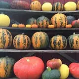 Cedar Circle Farm photo