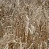 Cedar Circle Farm photo