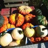 Cedar Circle Farm photo