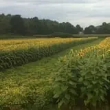Cedar Circle Farm photo