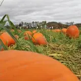 Cedar Circle Farm photo