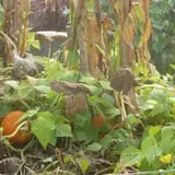 Cedar Circle Farm photo