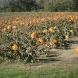 Cedar Circle Farm photo