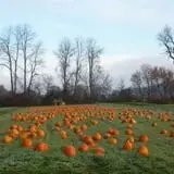 Cedar Circle Farm photo