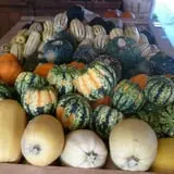 Cedar Circle Farm photo