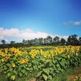 Cedar Circle Farm photo