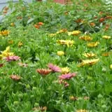Cedar Circle Farm photo
