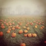 Cedar Circle Farm photo