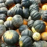 Cedar Circle Farm photo