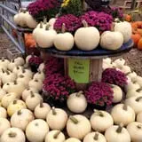 Brooksby Farm photo