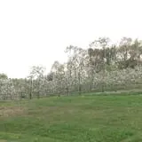Brooksby Farm photo
