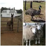 Brooksby Farm photo