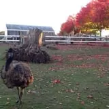 Brooksby Farm photo