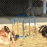 Brooksby Farm photo