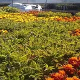 Carpenter's Farm photo