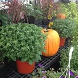 Carpenter's Farm photo