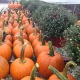 Carpenter's Farm photo