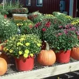 Carpenter's Farm photo