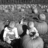 Carpenter's Farm photo