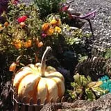 Carpenter's Farm photo