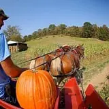 Neltner's Farm photo