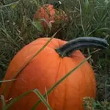 Neltner's Farm photo