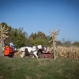 Neltner's Farm photo