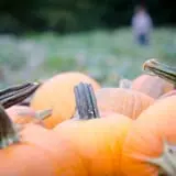 Neltner's Farm photo