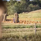Neltner's Farm photo