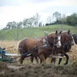 Neltner's Farm photo