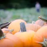 Neltner's Farm photo