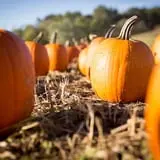 Neltner's Farm photo