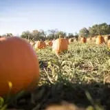 Neltner's Farm photo