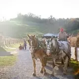 Neltner's Farm photo