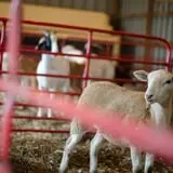 Neltner's Farm photo