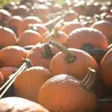 Neltner's Farm photo