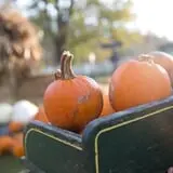 Neltner's Farm photo