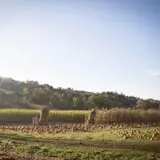 Neltner's Farm photo
