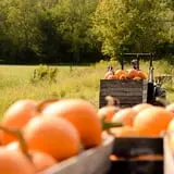 Neltner's Farm photo