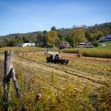 Neltner's Farm photo