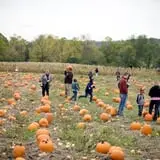 Neltner's Farm photo