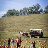 Neltner's Farm photo