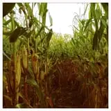 Neltner's Farm photo