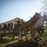 Neltner's Farm photo