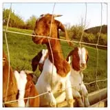 Neltner's Farm photo